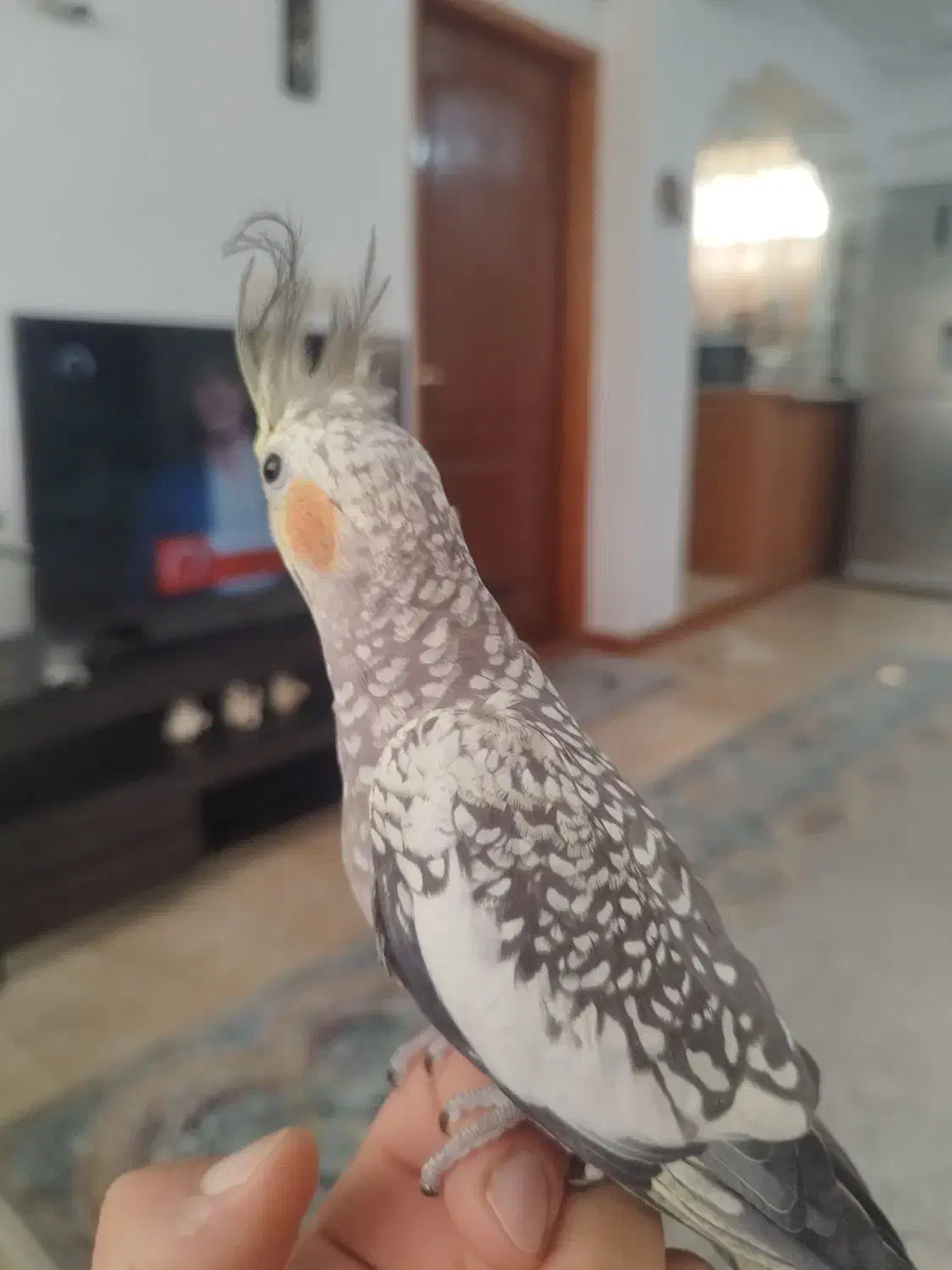 عروس هلندی نر و ماده|پرنده|آستانه اشرفیه, |دیوار