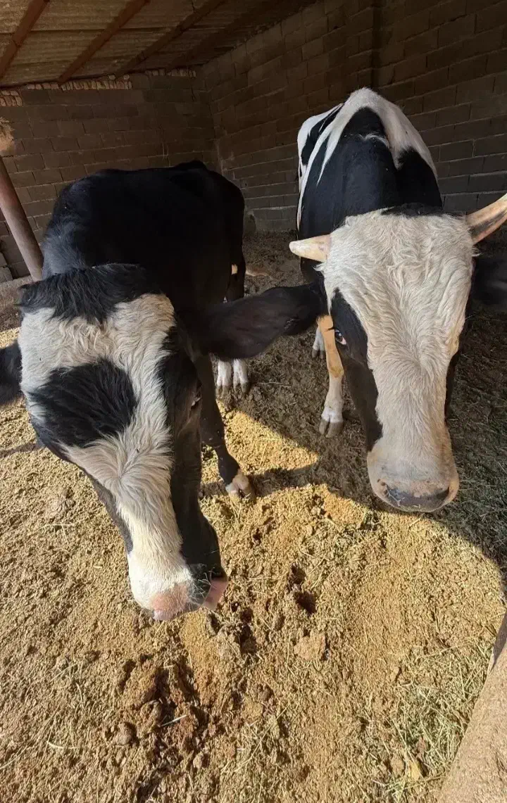 گوساله نر|حیوانات مزرعه|دهگلان, |دیوار