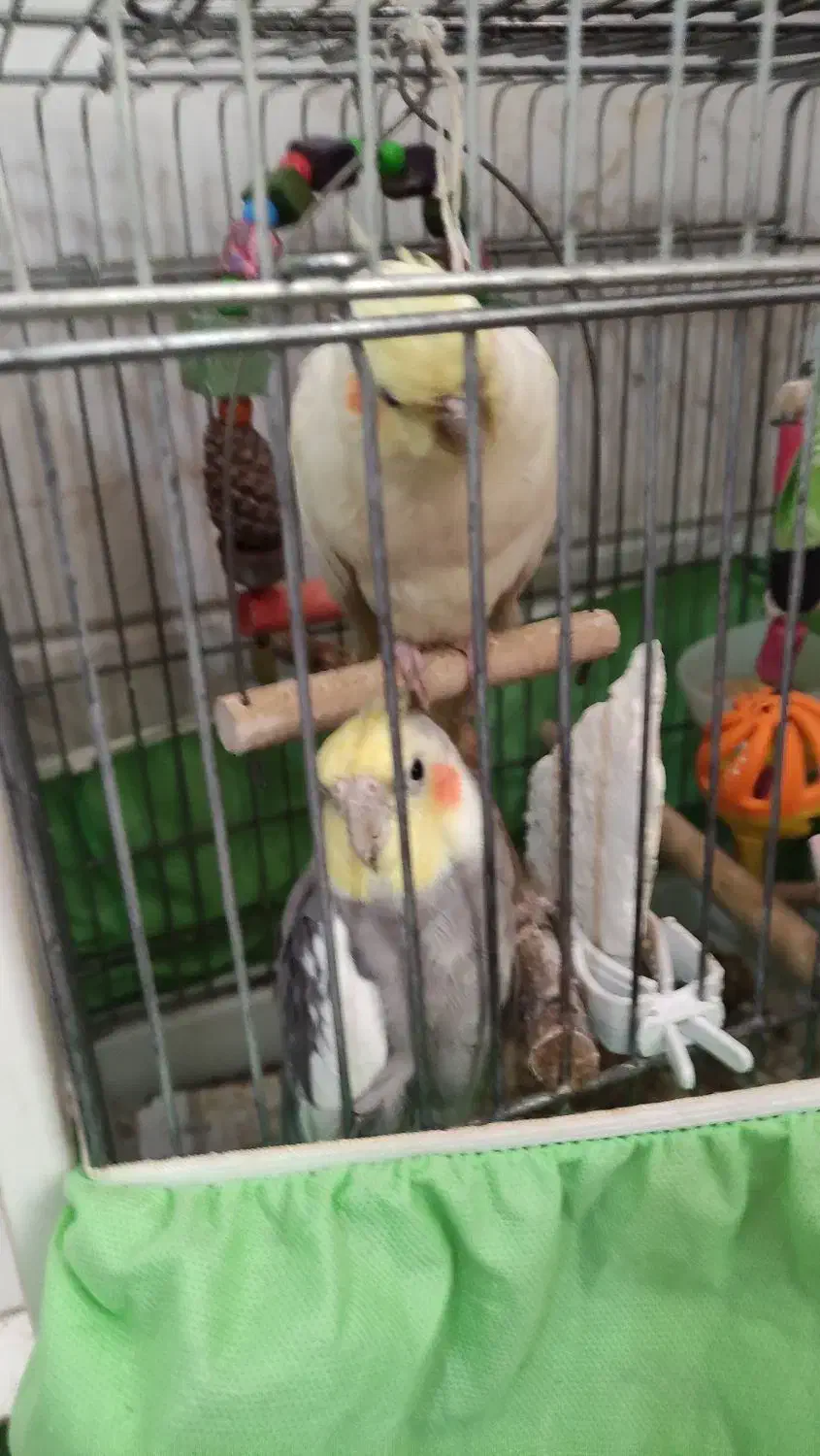 پرنده|پرنده|قم, نیروگاه|دیوار