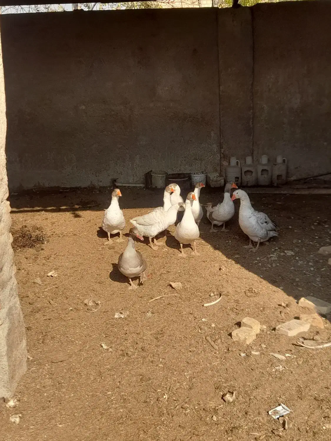 غاز بالغ و جوان و چاق|حیوانات مزرعه|پیشوا, |دیوار