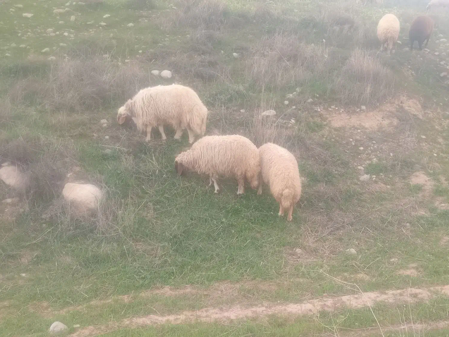 میش|حیوانات مزرعه|زرین آباد, |دیوار