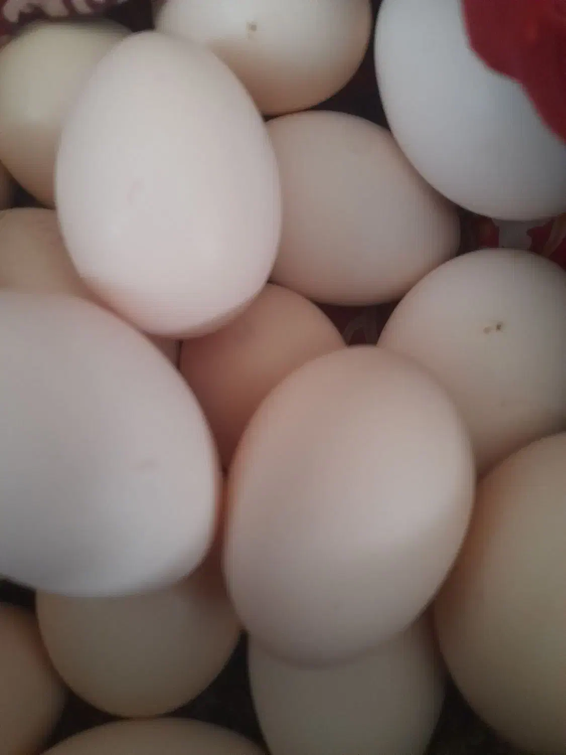 تخم مرغ گلین ولاری|حیوانات مزرعه|بم, |دیوار