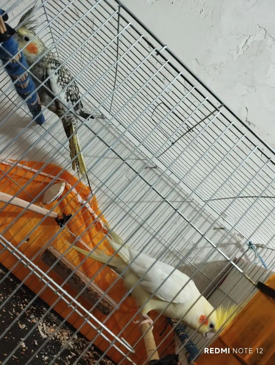 عروس هلندی نر و ماده|پرنده|آبادان, |دیوار