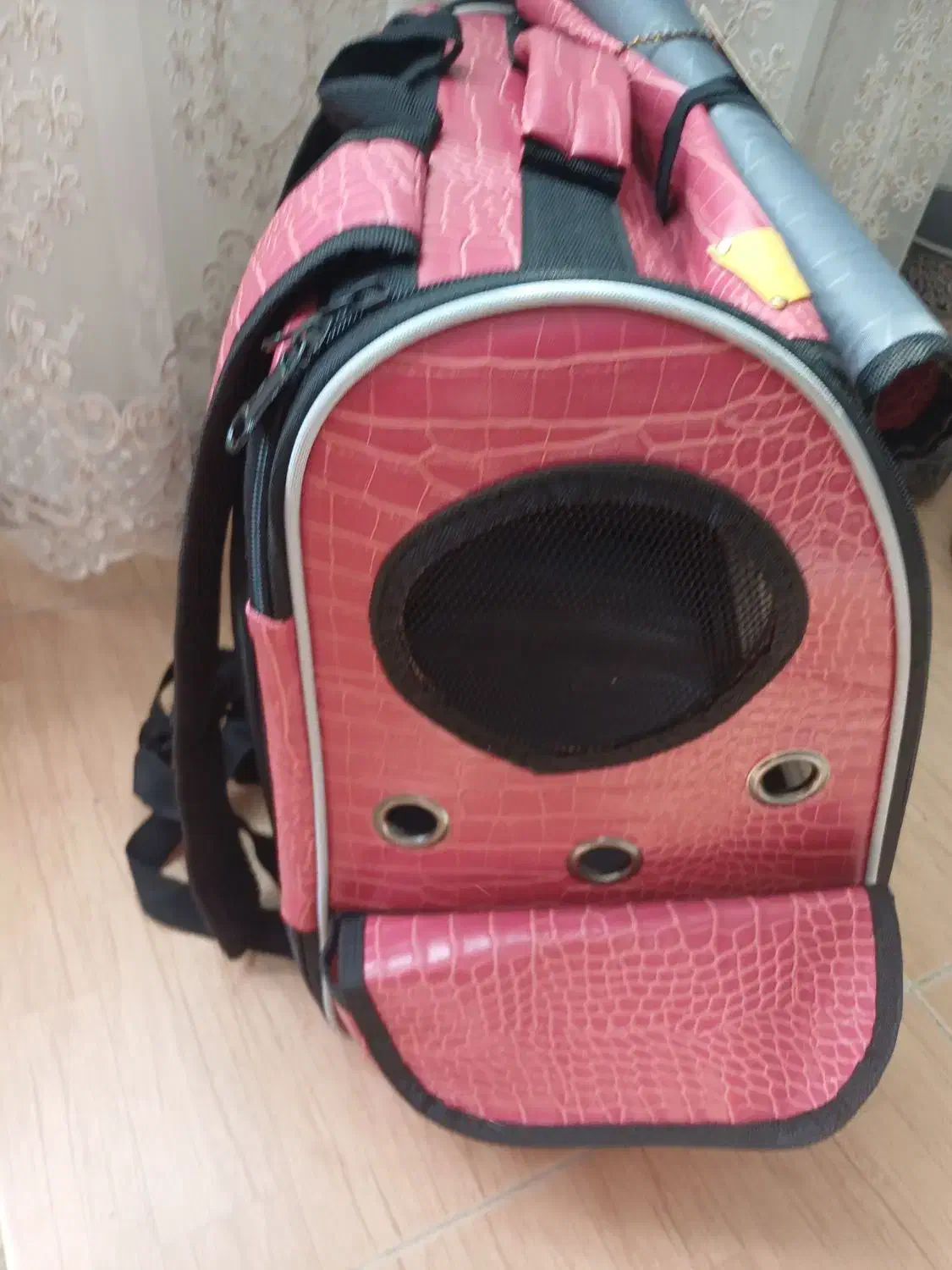 سگ پامر خرسی، پت جیبی|سگ|اصفهان, شاهد|دیوار