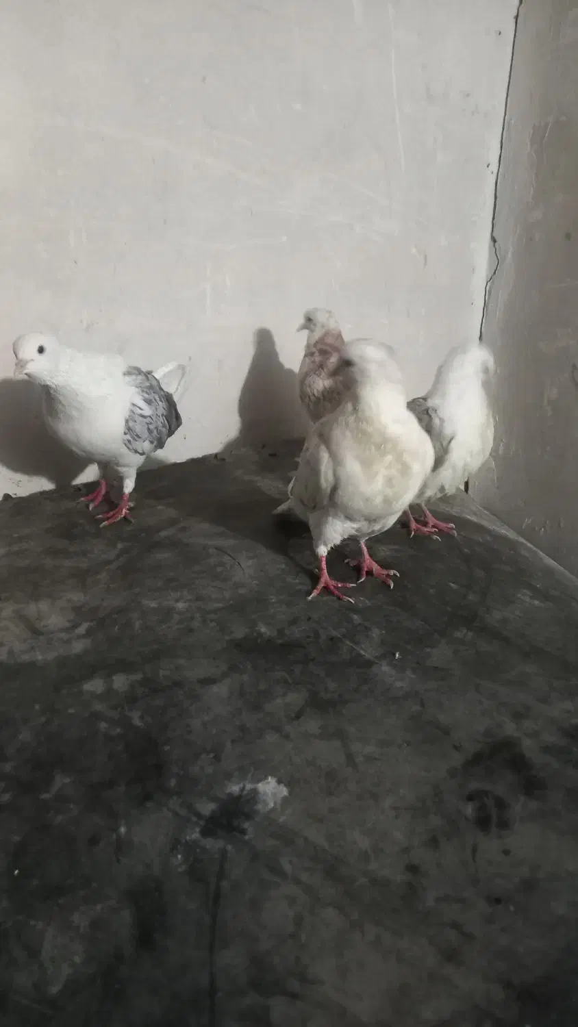 ۱۰ تا کفتر|پرنده|بروجرد, |دیوار