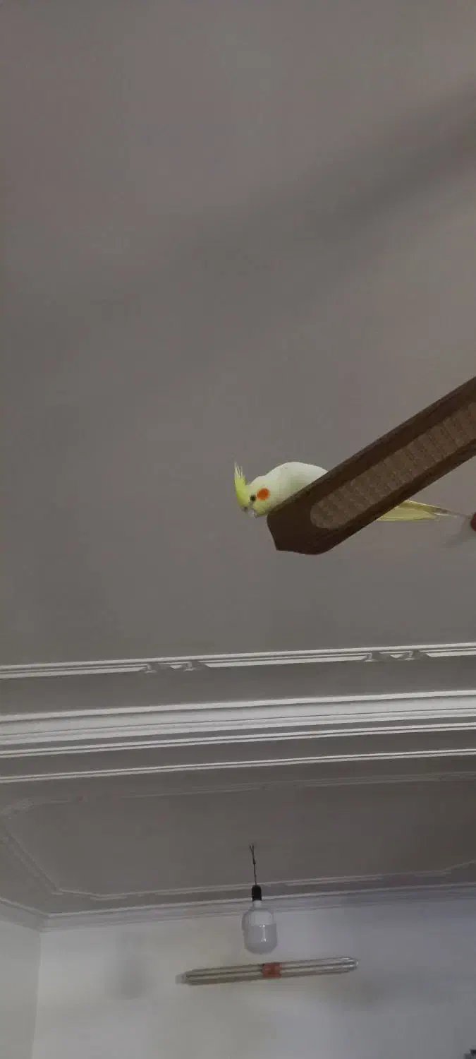 جفت عروس هلندی|پرنده|یزد, |دیوار