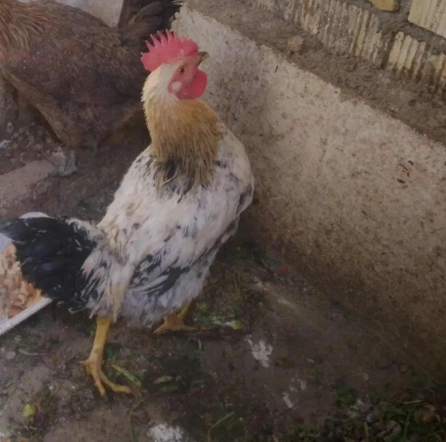 سلام خروس محلی|حیوانات مزرعه|محمدشهر, شهرک پیام (مهرالبرز)|دیوار