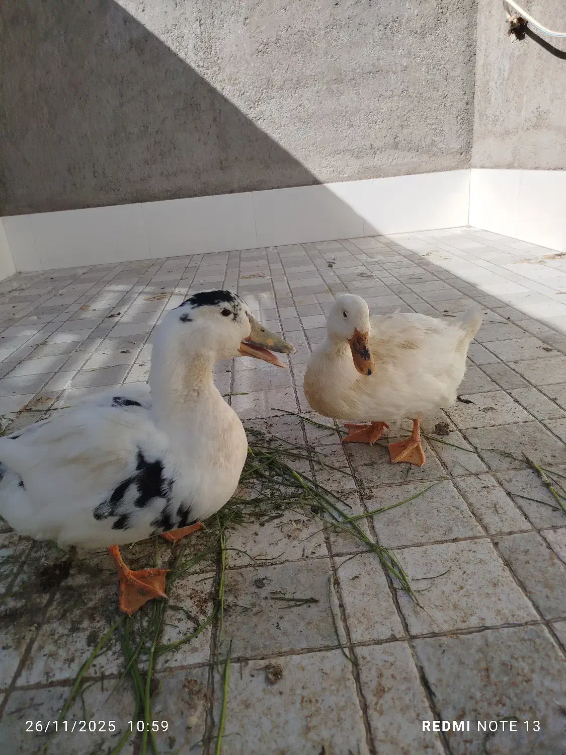 یک جفت اردک|حیوانات مزرعه|نی‌ریز, |دیوار