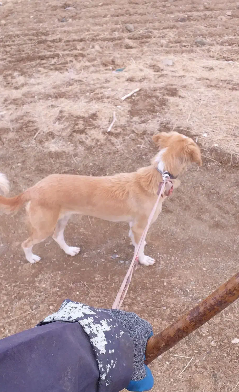 گم شده|حیوانات|دیواندره, |دیوار