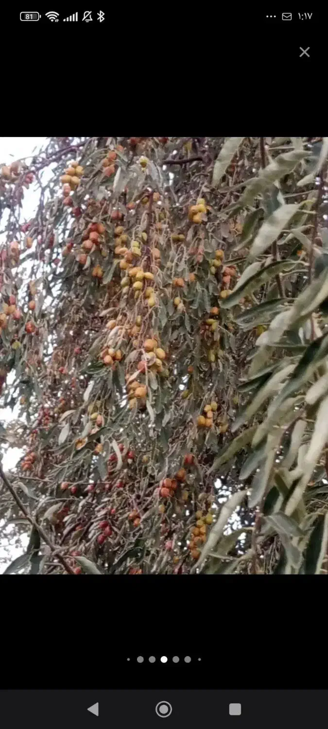 پیش فروش نهال|خدمات باغبانی و درختکاری|مرند, |دیوار