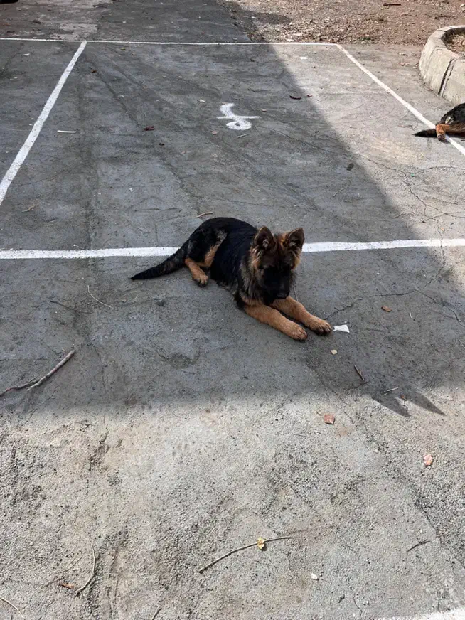 ژرمن شپرد شولاین|سگ|کرمانشاه, |دیوار