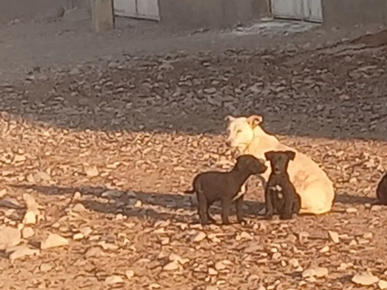 سگ‌‌پاکوتاه ‌زرنگ‌وتیز|سگ|سرولایت, |دیوار