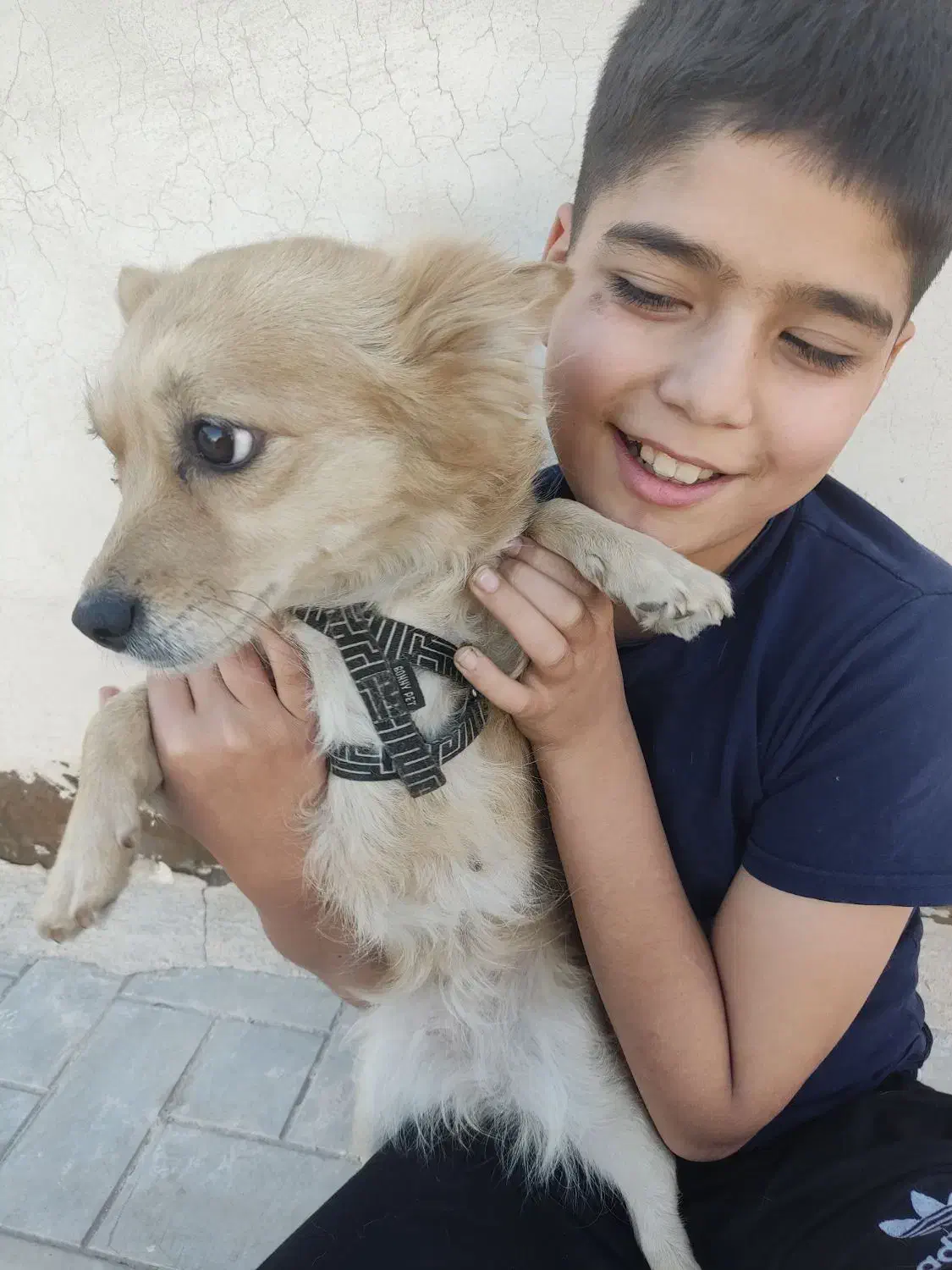 توله سگ باهوش شناسنامه دار|سگ|مشهد, انقلاب|دیوار