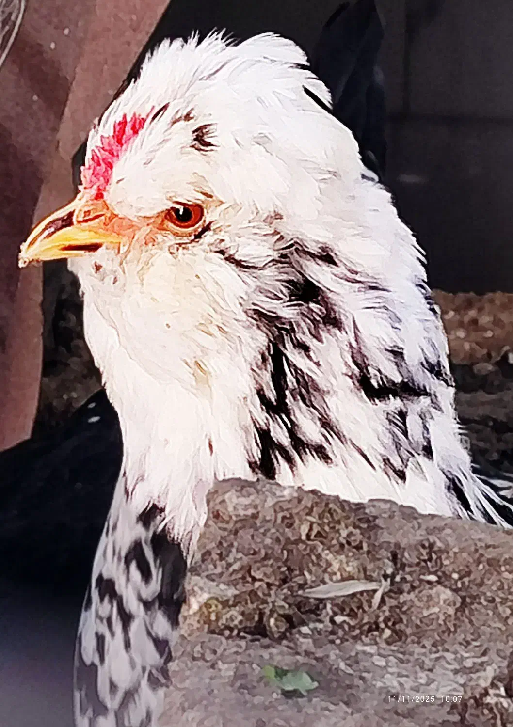 مرغ و خروس گلین پنگوئنی و خال سوزنی فول کیفیت|حیوانات مزرعه|ساری, |دیوار