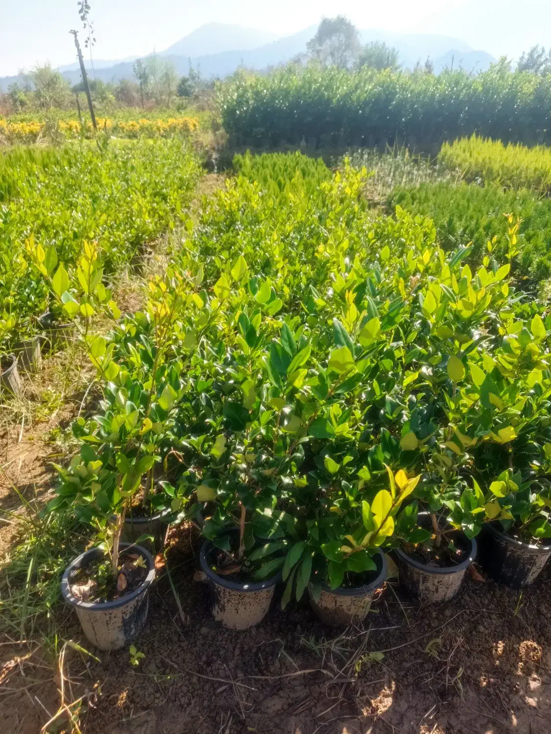 فروش یاس هلندی|گل و گیاه طبیعی|رشت, منظریه|دیوار