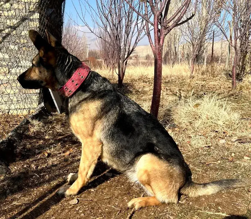 ژرمن ورک لاین ماده|سگ|بیجار, |دیوار