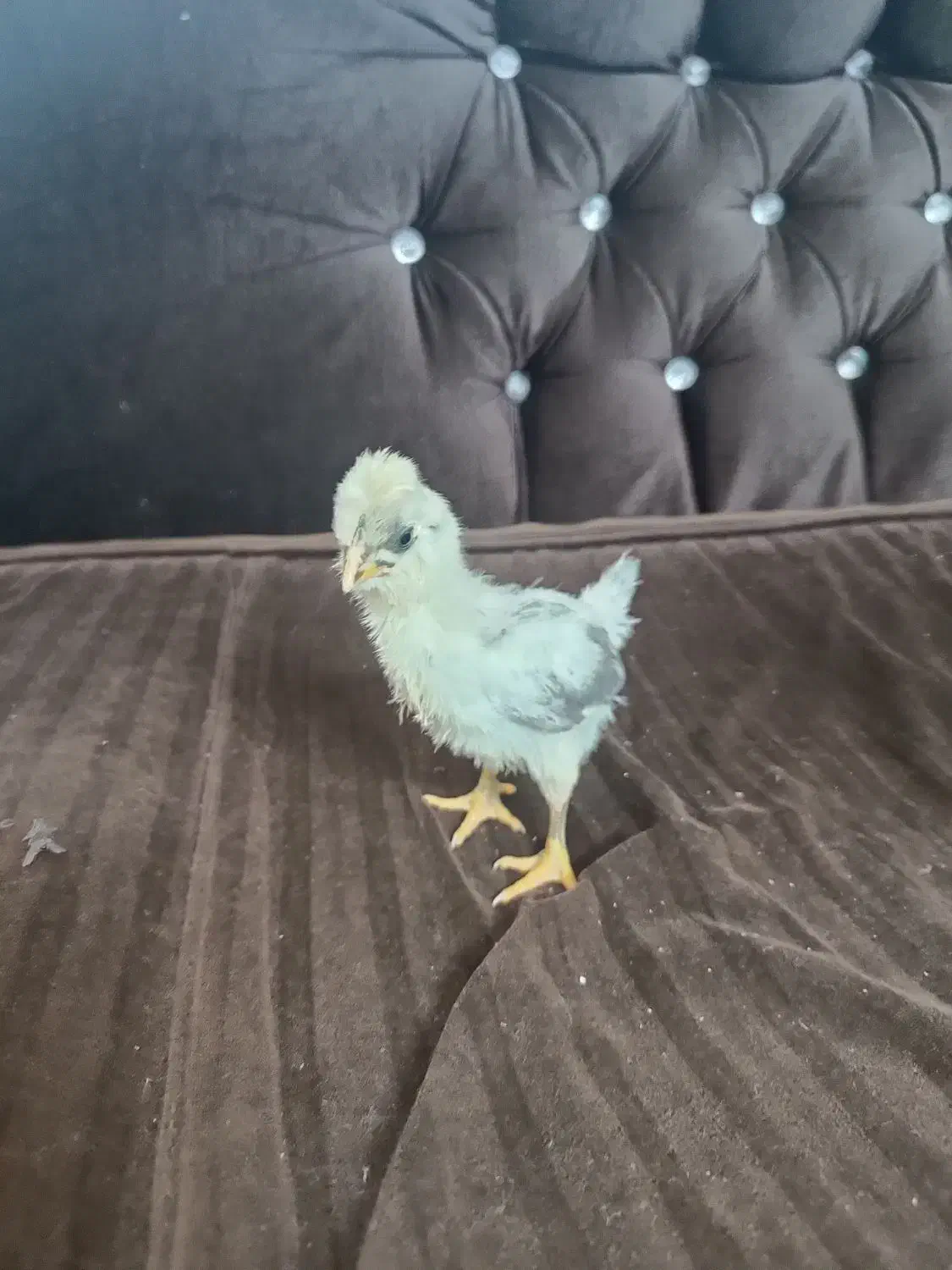 جوجه گلین لر|حیوانات مزرعه|مشهد, انقلاب|دیوار