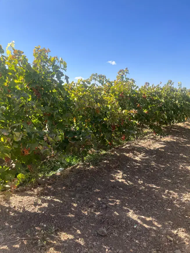 باغ انگور داربستی با سهم آب دائم و سند رسمی|فروش دفتر صنعتی، کشاورزی، تجاری|الوند, |دیوار