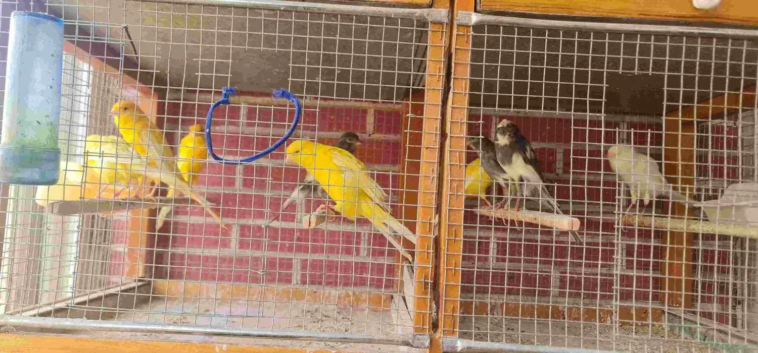 قناری رد فکتور و کشیده بلند|پرنده|اصفهان, سپاهان‌شهر|دیوار