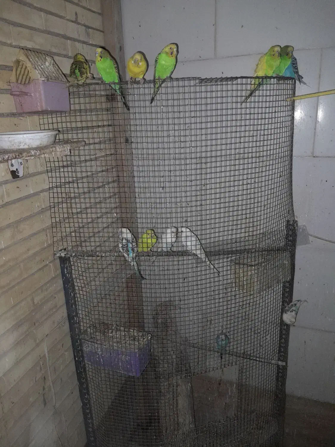 مرغ عشق همه رنگه|پرنده|طبس, |دیوار