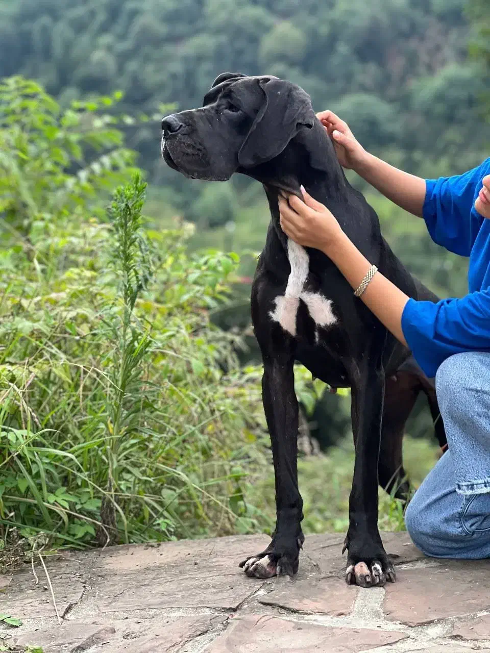 گریت دین ماده|سگ|رشت, نیروی دریایی|دیوار