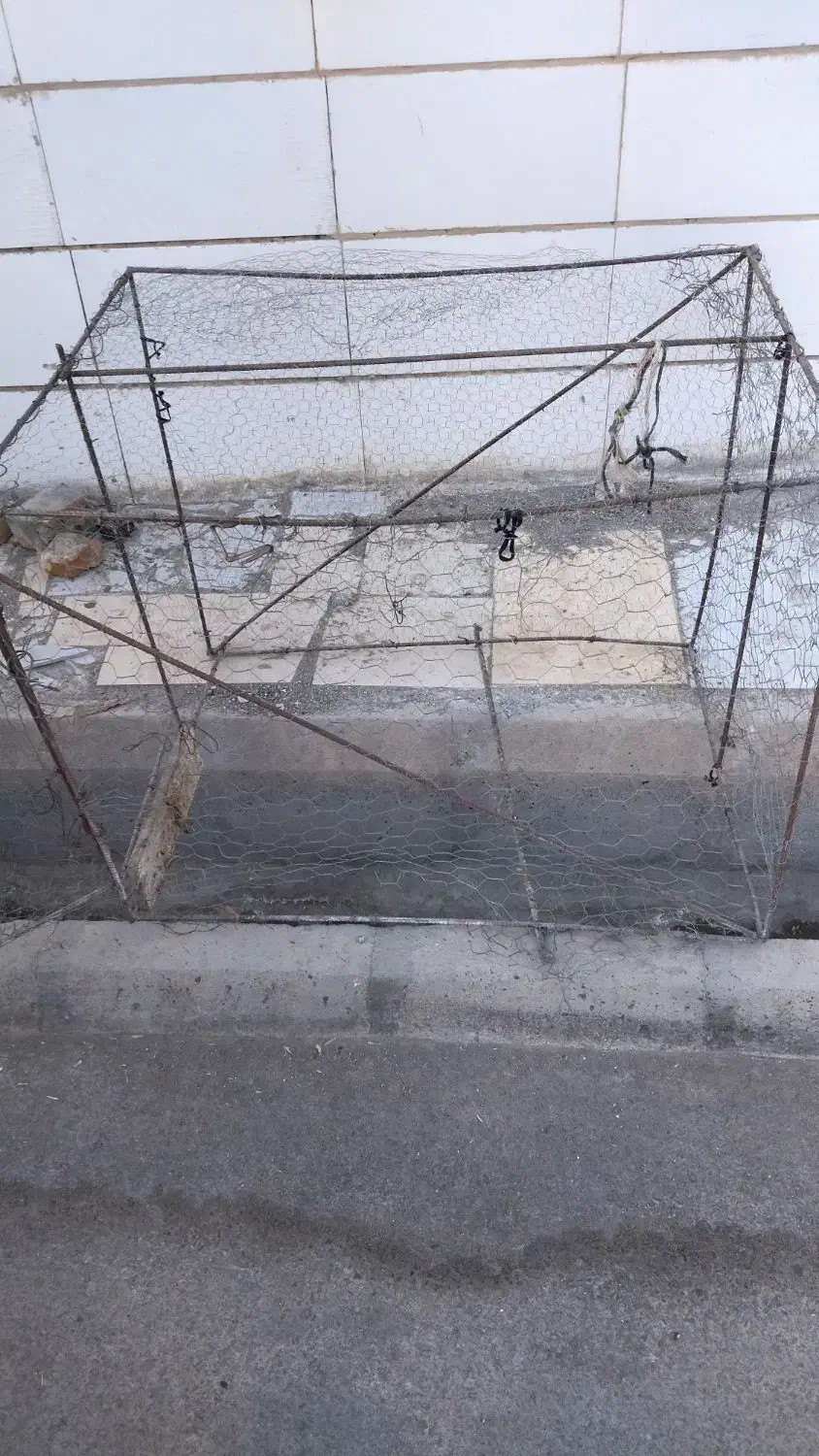 فروشی تعدادی کفتر|پرنده|بیرجند, |دیوار