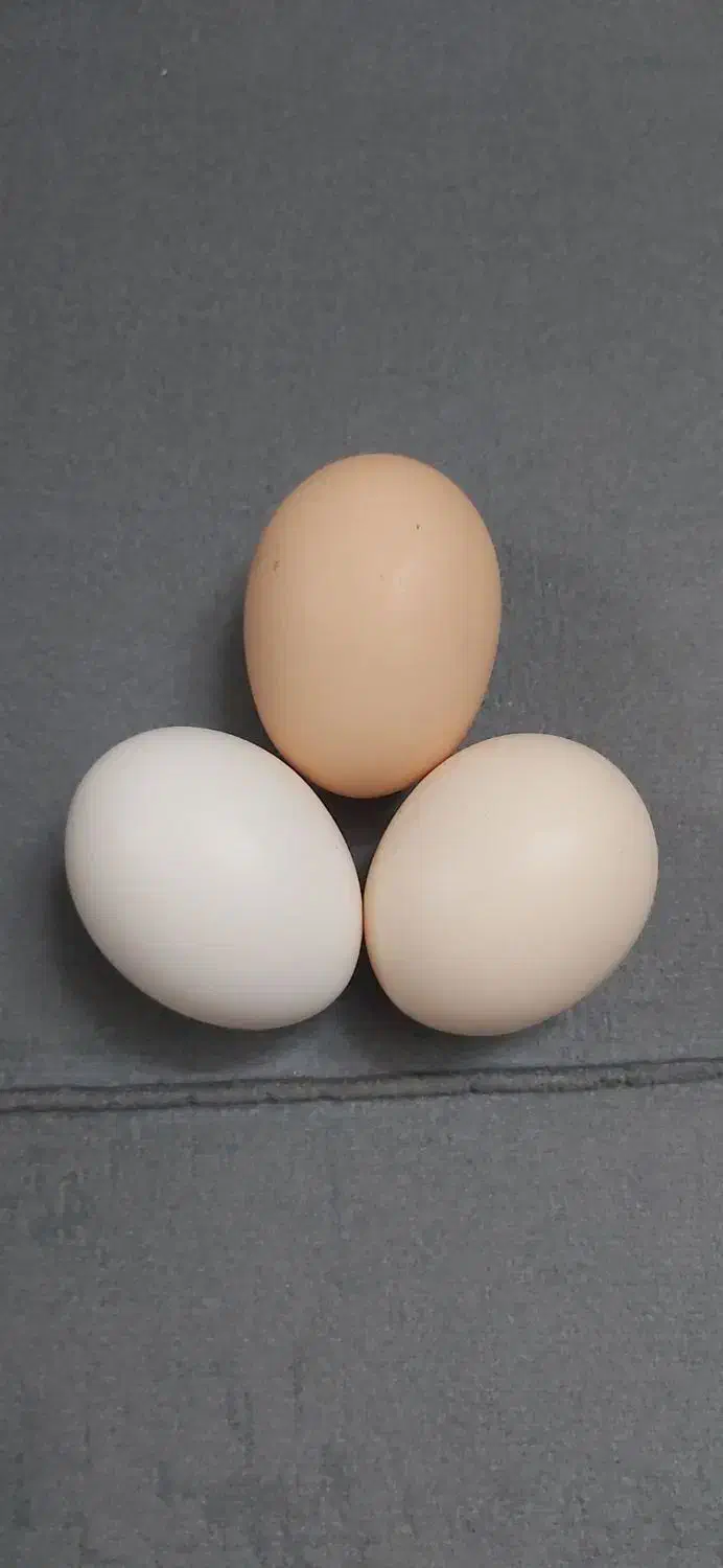 تخم مرغ|خوردنی و آشامیدنی|مشهد, توس (بلوار توس)|دیوار