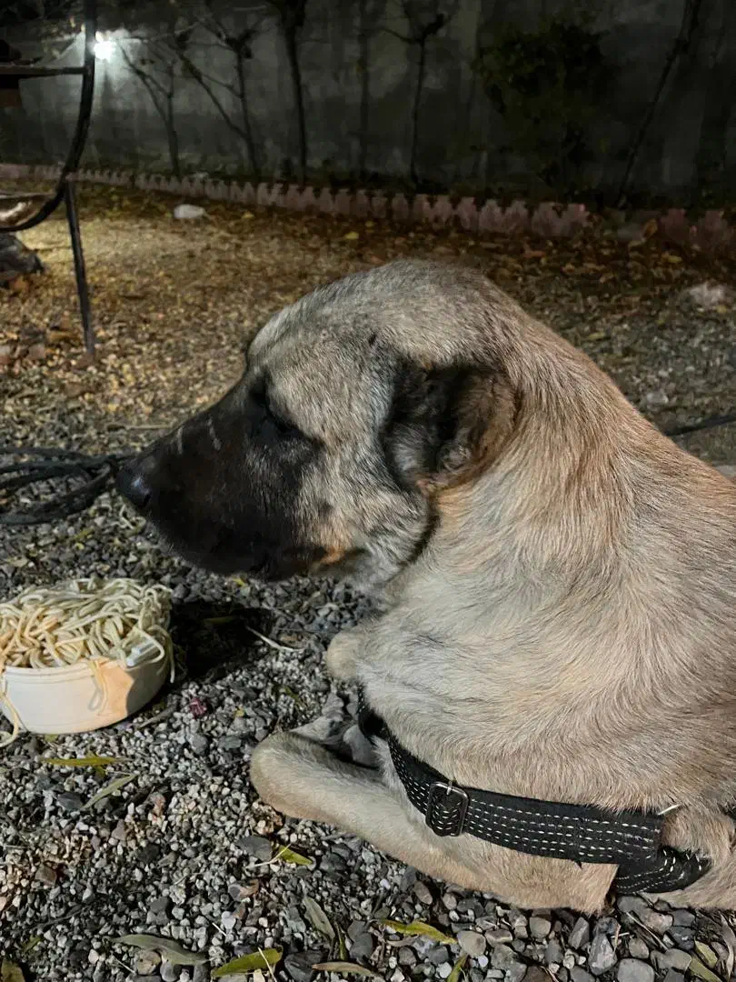 سگ سراب|سگ|کوهسار (البرز), |دیوار