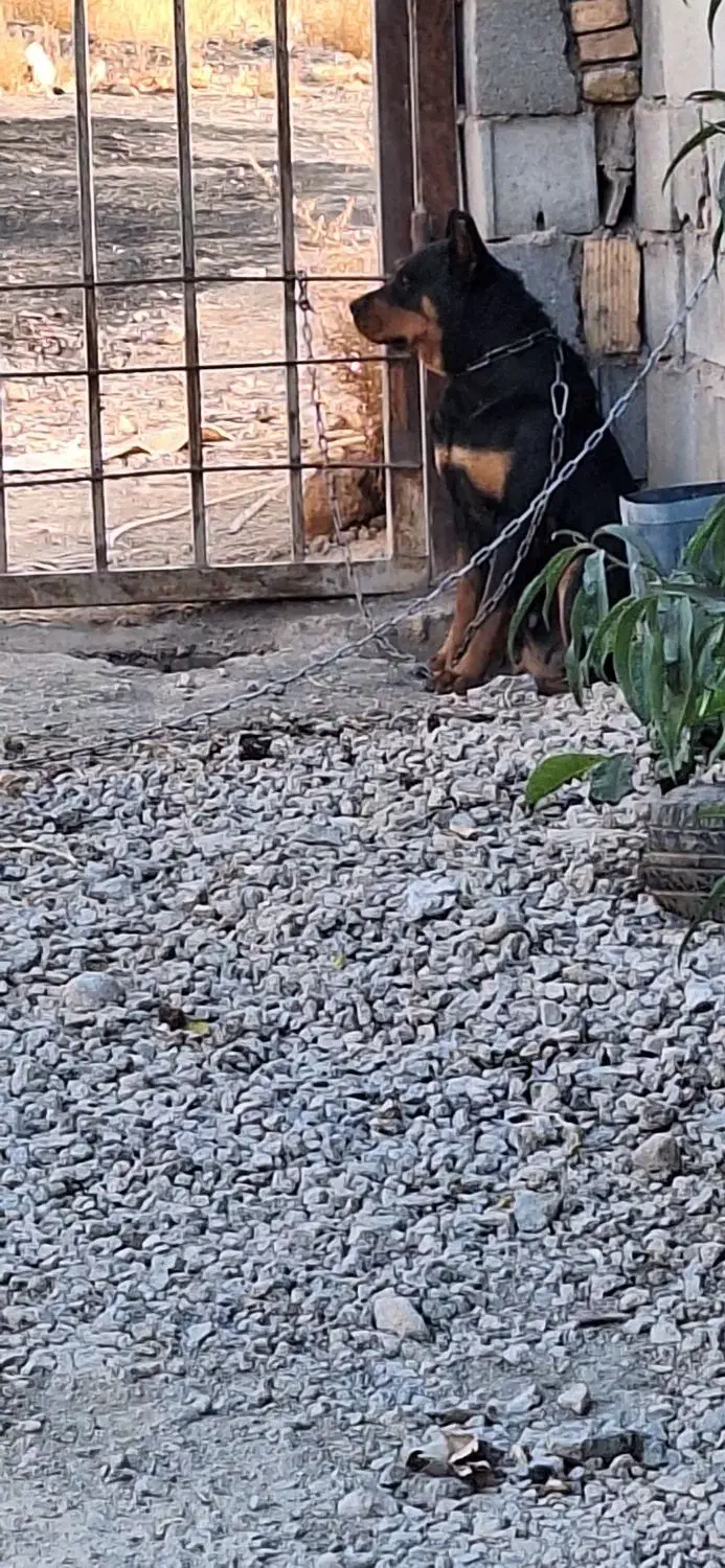 واگذاری سه عدد سگ ژرمن و روت وایلر|سگ|اصفهان, بهارستان|دیوار