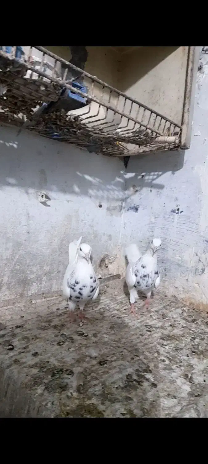 طوقی|پرنده|مسجد سلیمان, |دیوار