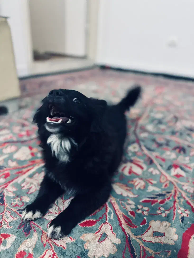 واگذاری ماده|سگ|تبریز, |دیوار