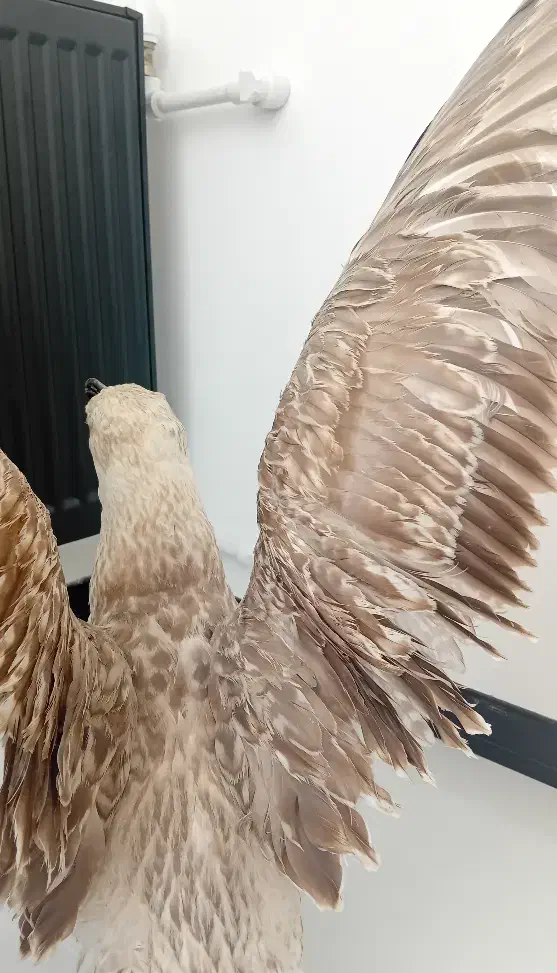 دکوری برا مغازه|مجسمه، تندیس، ماکت|زنجان, |دیوار