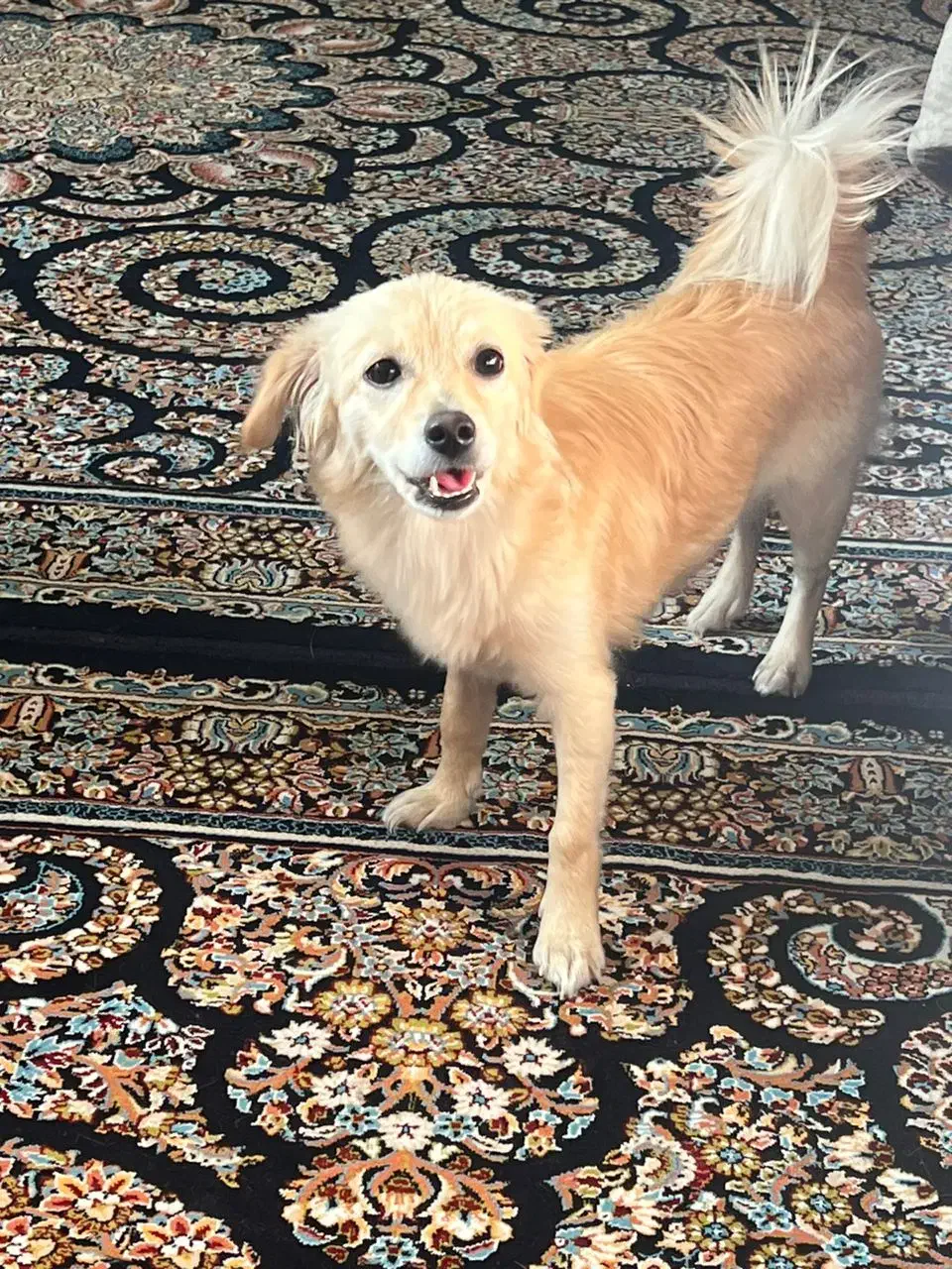 سگ ماده|سگ|شهرکرد, |دیوار