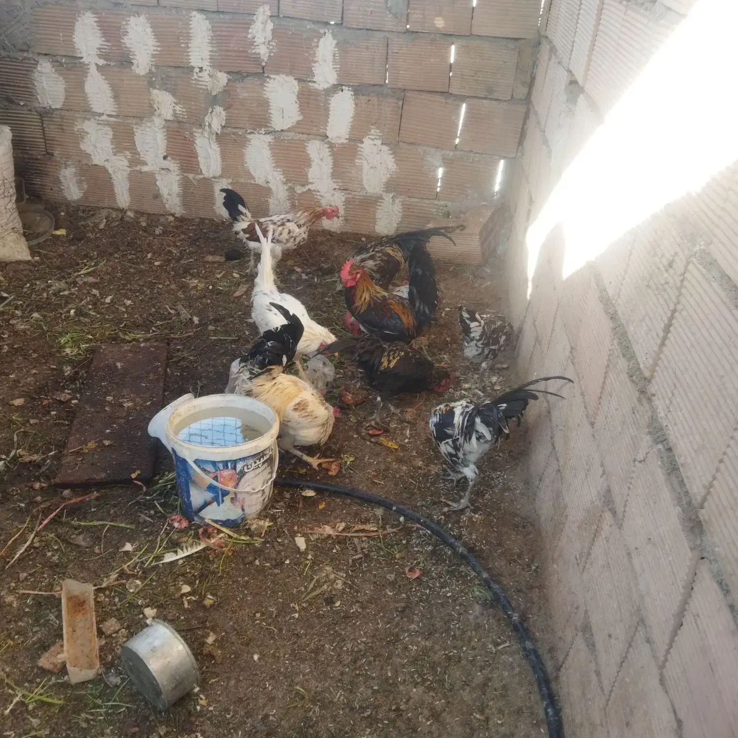 خروس گلین|حیوانات مزرعه|سبزوار, شهرک ابوذر|دیوار