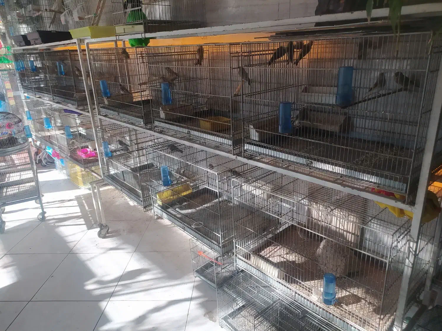 سهره|پرنده|ملارد, |دیوار