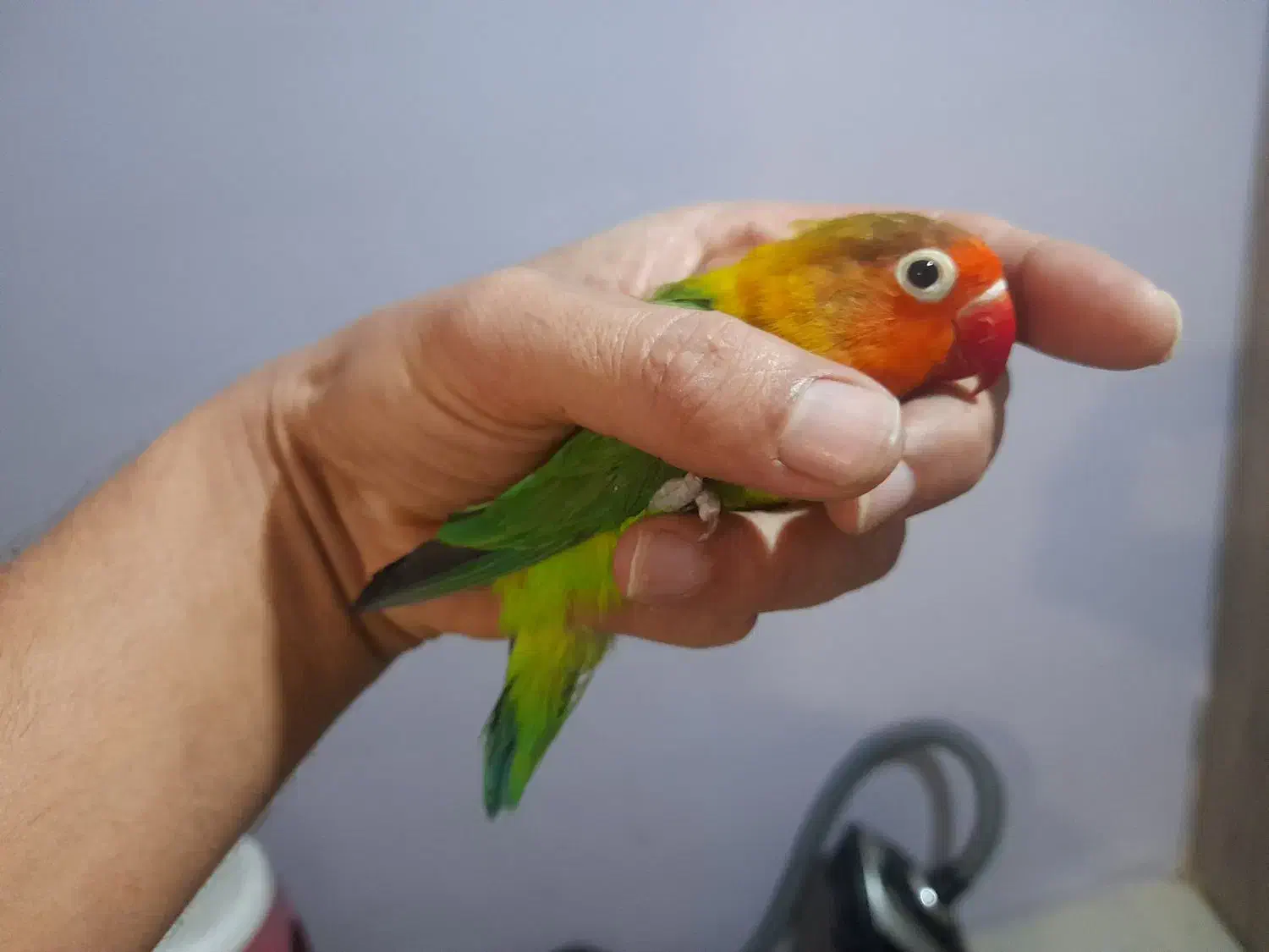 طوطی برزیلی کبوتر سهره قناری عروس هلندی مرغ عشق|پرنده|محمدشهر, کوی بهار|دیوار