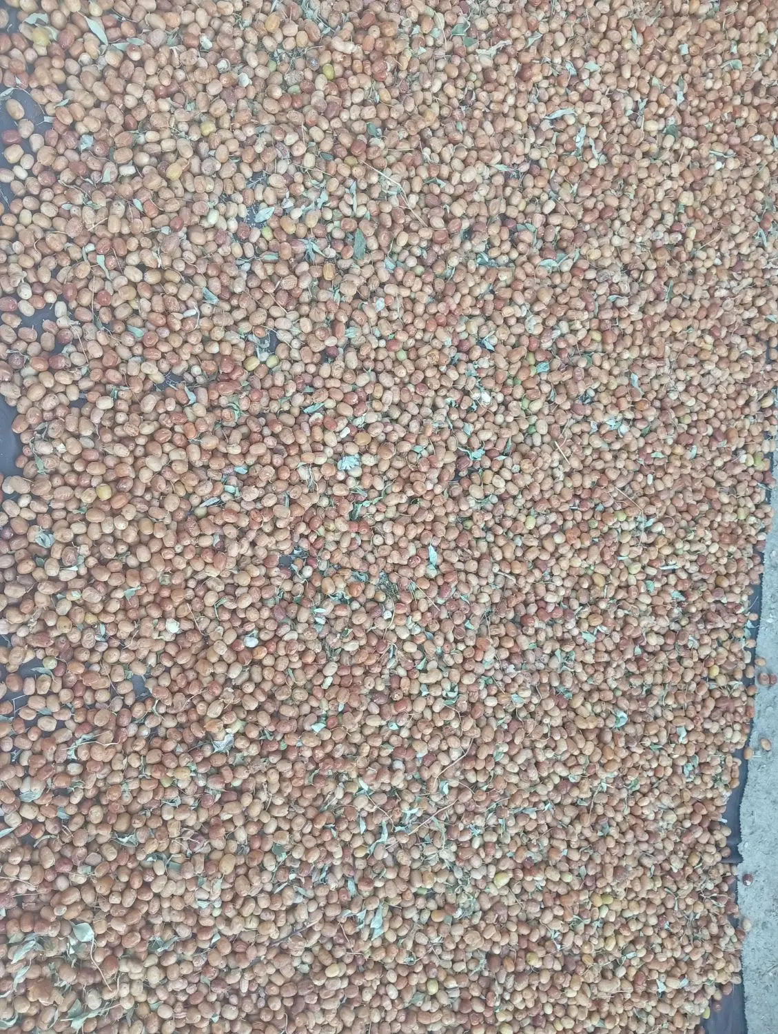 سنجد|خوردنی و آشامیدنی|بناب, |دیوار