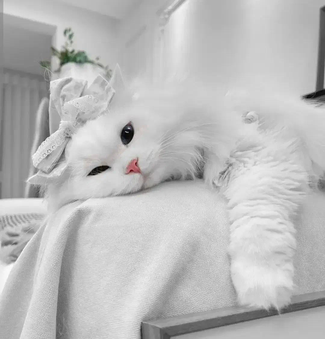 گربه ک ف ت ر پلاکی اصل|گربه|یزد, |دیوار