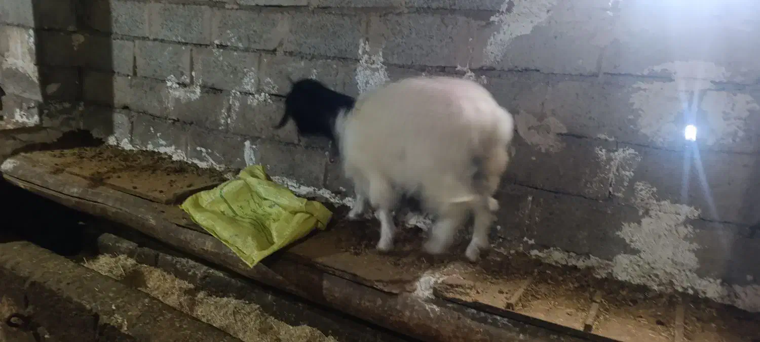 یک عدد بزغاله ماده|حیوانات مزرعه|اردبیل, |دیوار