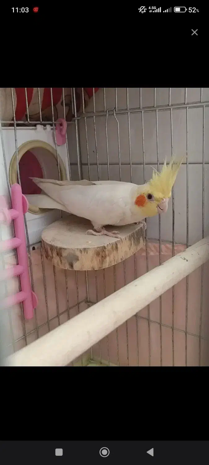 جفت عروس هلندی مولد با قفس معاوضه دوچرخه ۲۶|پرنده|پاکدشت, پاکدشت (مامازند)|دیوار