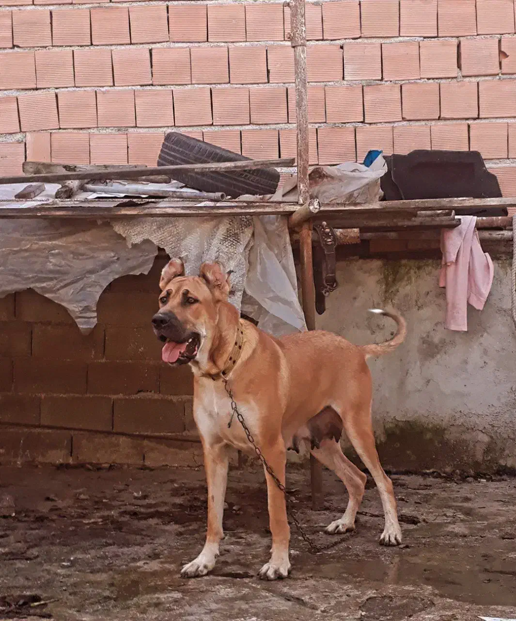 واگذاری سگ آلابای قدرجونی پژدر سرابی افغان|سگ|نجفآباد, گلدشت|دیوار