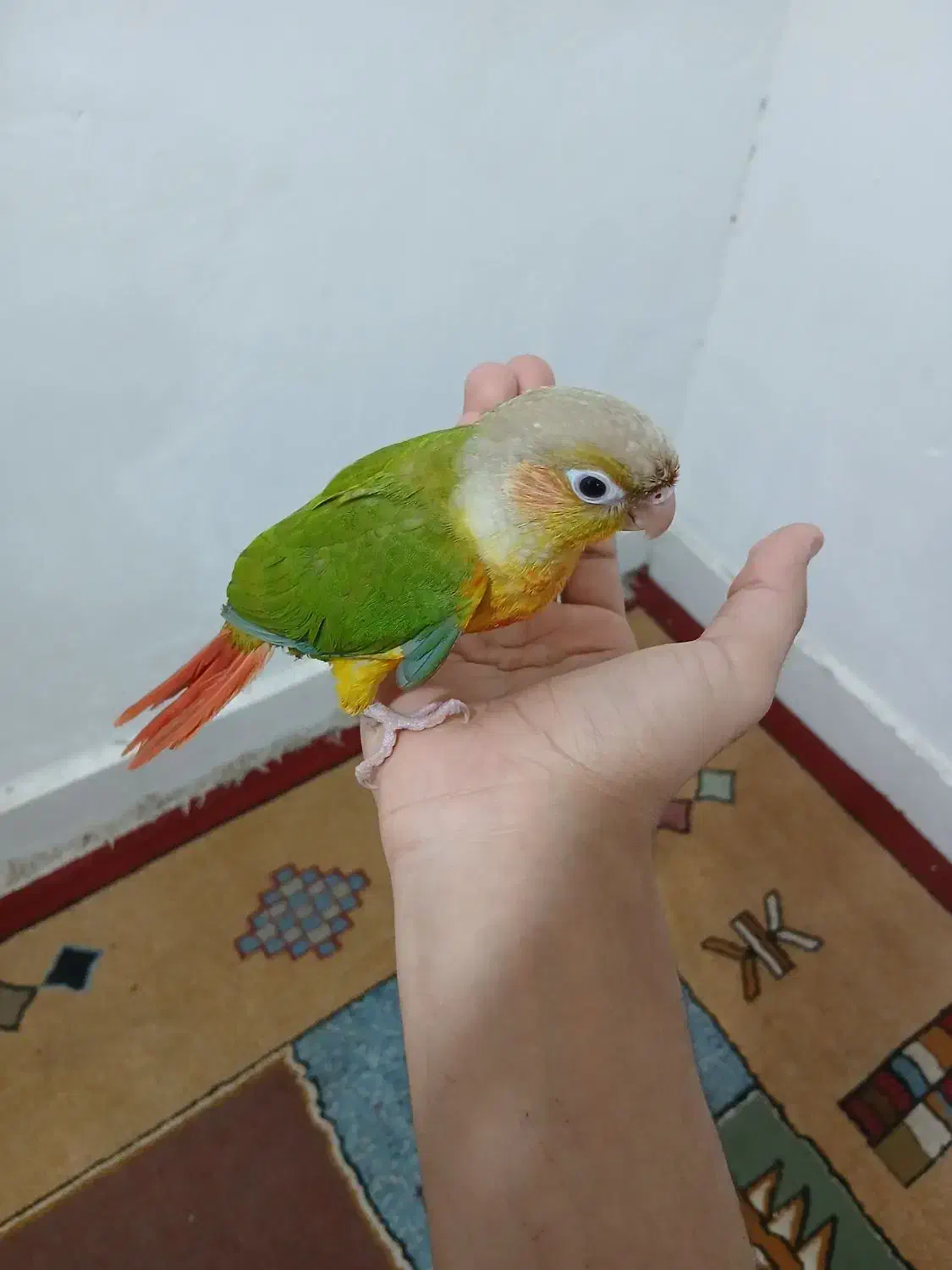 گرینچیک دونخور دستی|پرنده|بندر دیر, |دیوار