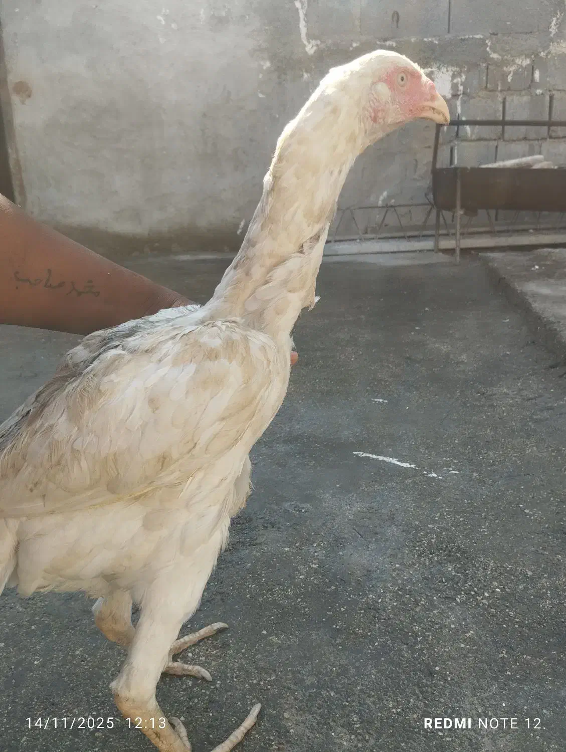 فروش مرغ نجات دار و زات خوب|حیوانات مزرعه|چاه ورز, |دیوار