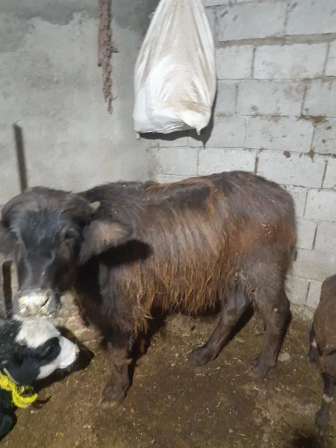 کلچه ۹ ماهه|حیوانات مزرعه|فندقلو, |دیوار