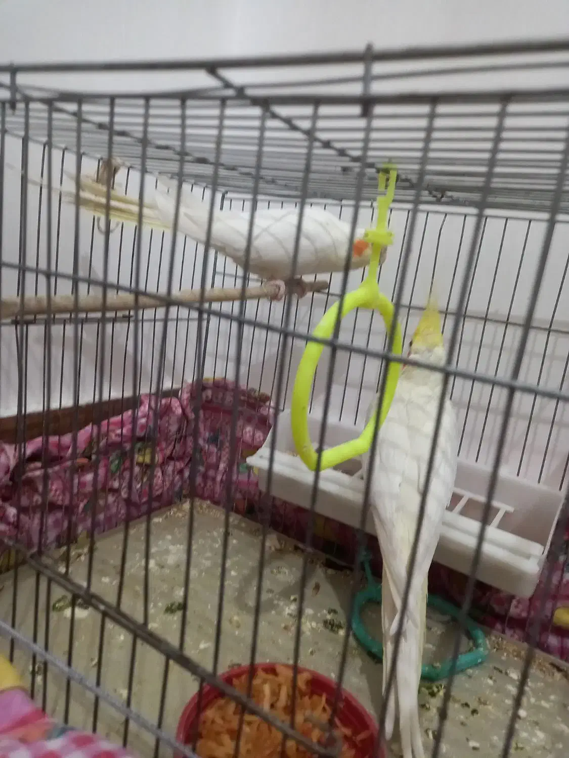 عروس هلندی مولد به تضمین|پرنده|مراغه, |دیوار