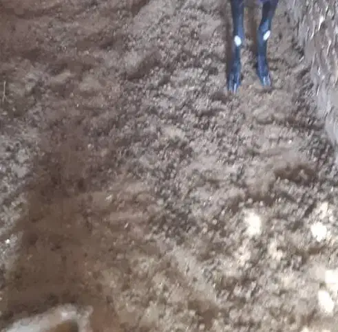 کود گوسفندی|لوازم جانبی حیوانات|رفسنجان, |دیوار