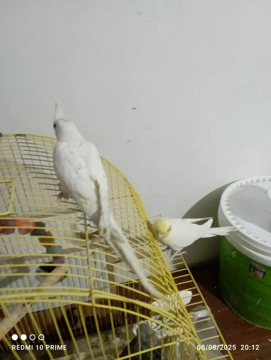 البینو نر فول دستی|پرنده|میاندوآب, |دیوار