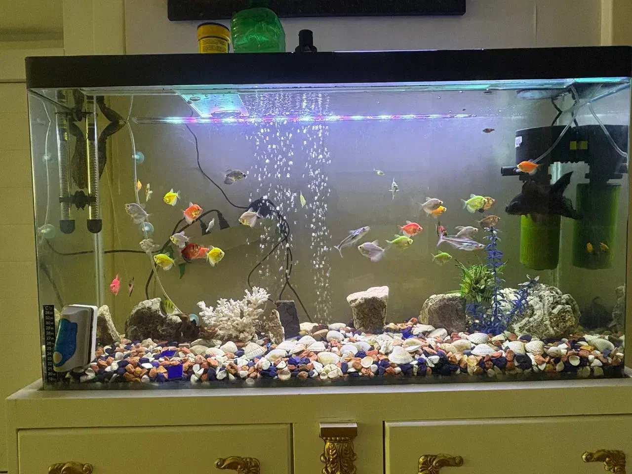 اکواریوم|ماهی|قزوین, |دیوار