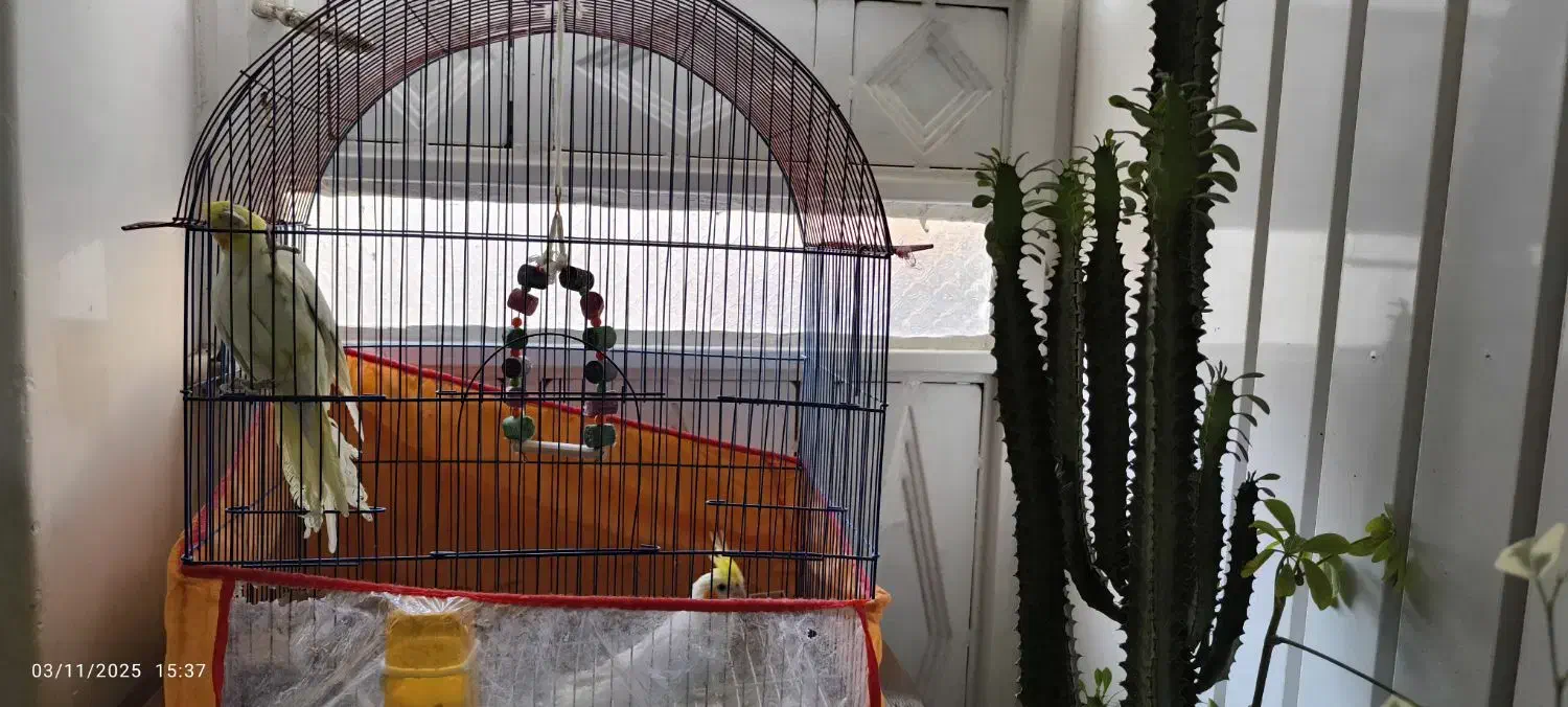 عروس هلندی|پرنده|زاهدان, |دیوار