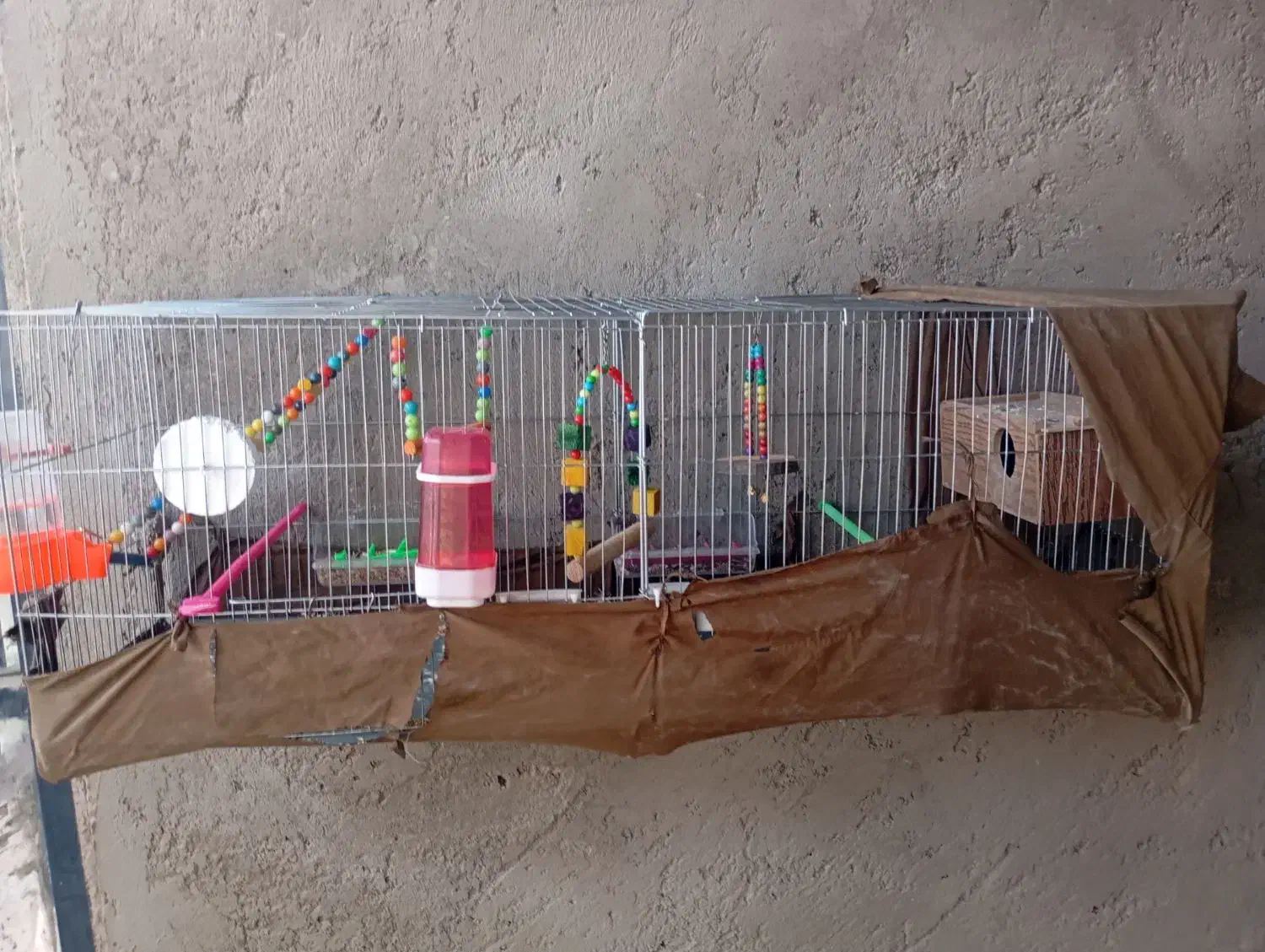 طوطی|پرنده|خاش, |دیوار